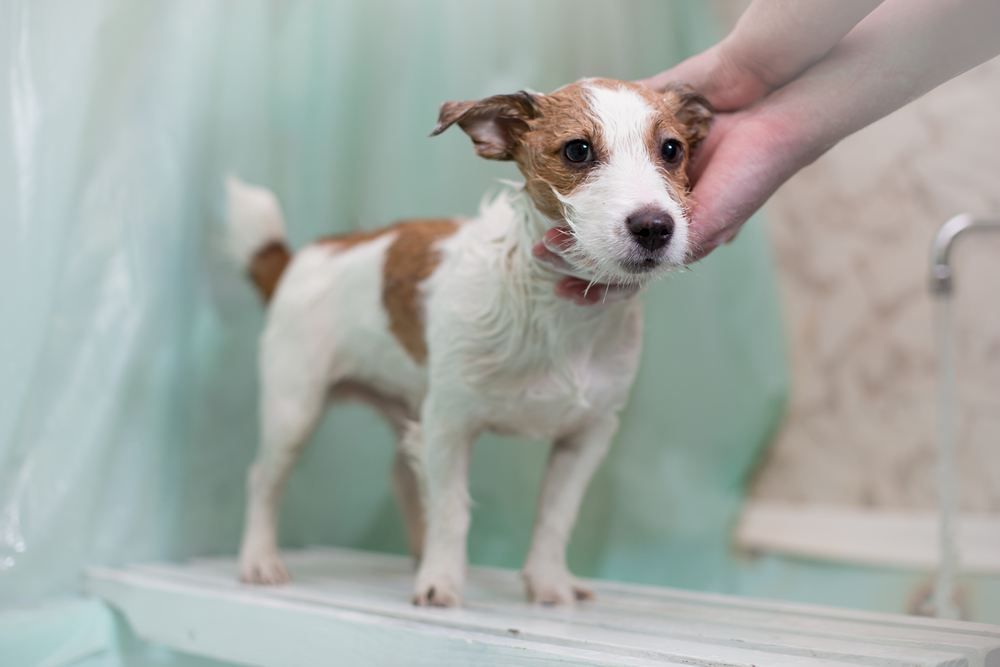 Pet Bathing in Floresville