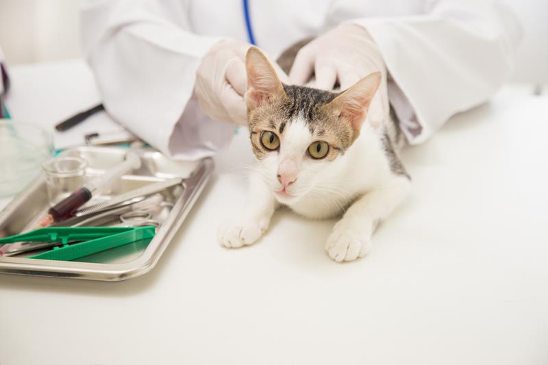 Pet Examinations in Floresville