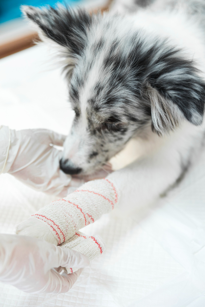 Pet Surgery in Floresville